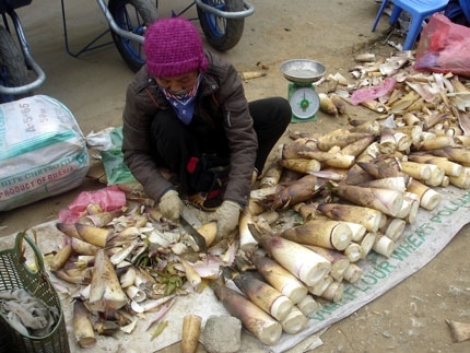 HƯƠNG VỊ MĂNG RỪNG TÂY BẮC